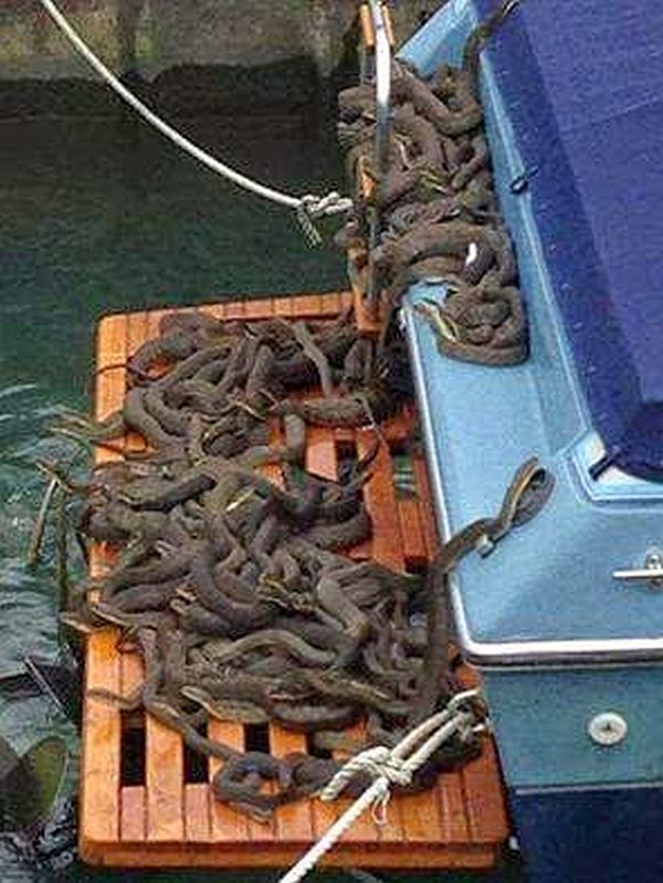 snakesOnABoat.jpg